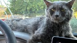 Lost Male Cat last seen Winco parking lot by Goodwill, Phoenix, AZ 85023