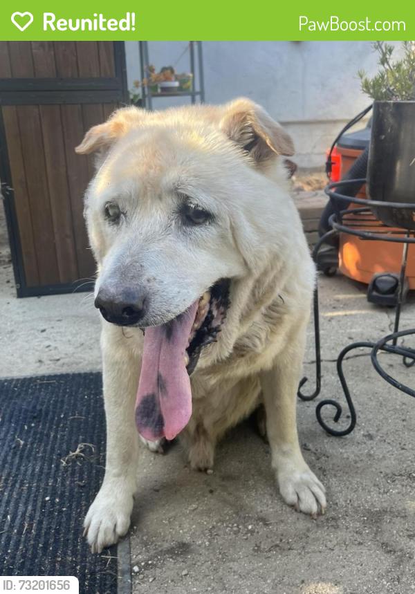 Reunited Male Dog last seen Valerio Street and Woodley Avenue, Los Angeles, CA 91406
