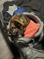 Lost Female Cat last seen Rainbow Lake ests, Dunnellon, FL 34431