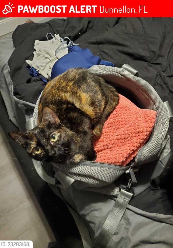 Lost Female Cat last seen Rainbow Lake ests, Dunnellon, FL 34431