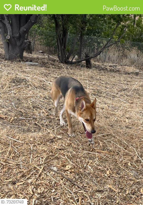 Reunited Male Dog last seen Oxnard St. & Nevada Ave, Los Angeles, CA 91367