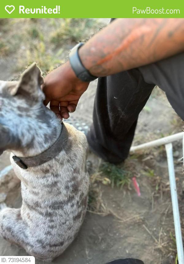 Reunited Male Dog last seen Long Beach. Rosecrans, Santa Fe, Compton, CA 90221