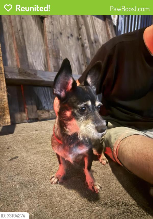 Reunited Male Dog last seen Denby and Blake, Los Angeles, CA 90039