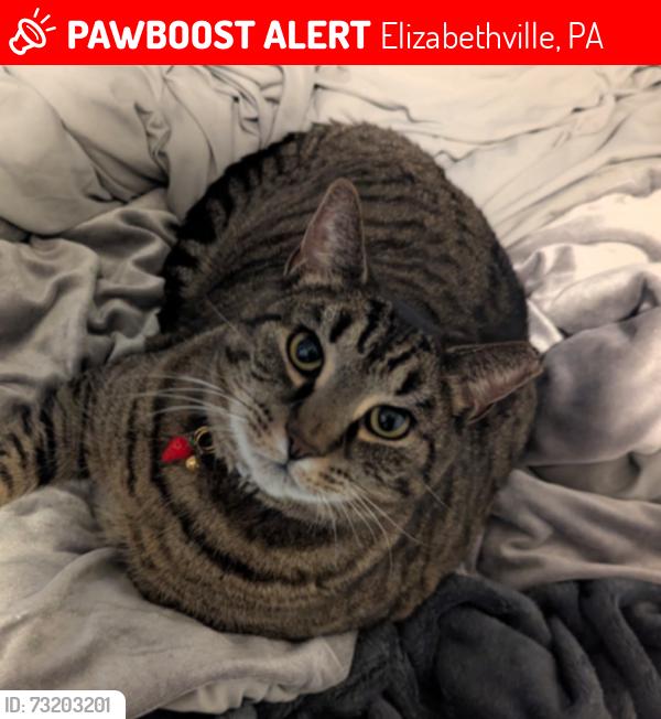 Lost Male Cat last seen Koppy's, Fry's Flooring, Elizabethville, PA 17023