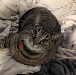 Lost Male Cat last seen Koppy's, Fry's Flooring, Elizabethville, PA 17023