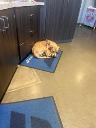 Found/Stray Male Dog last seen Portland & 30th Street, Oklahoma City, OK 73112