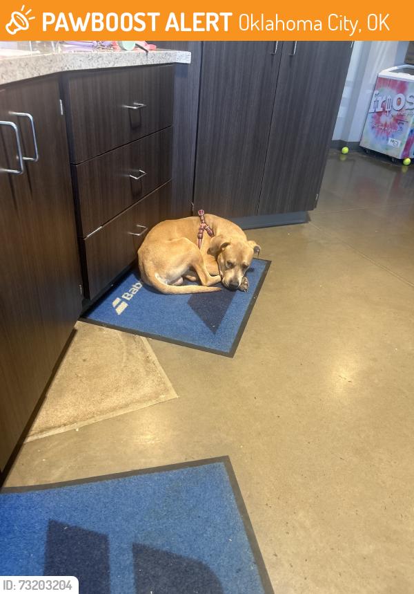 Found/Stray Male Dog last seen Portland & 30th Street, Oklahoma City, OK 73112