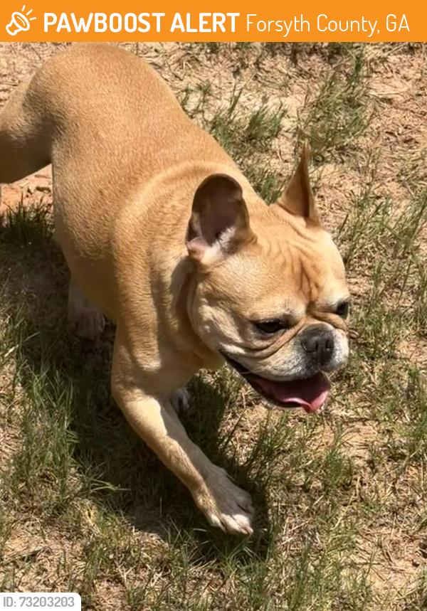 Found/Stray Male Dog last seen Hudson Valley Drive, Forsyth County, GA 30028