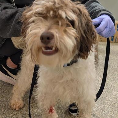 Shelter Stray Male Dog last seen , 8464 Beach Blvd, Jacksonville, FL 32216, USA