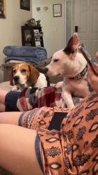 Reunited Male Dog last seen Mill Cove Ct, Suffolk, VA 23434, USA, Suffolk, VA 23434