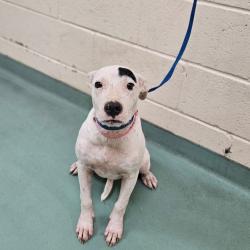Shelter Stray Female Dog last seen , 2350 Appling City Cove, Memphis, TN 38133, USA