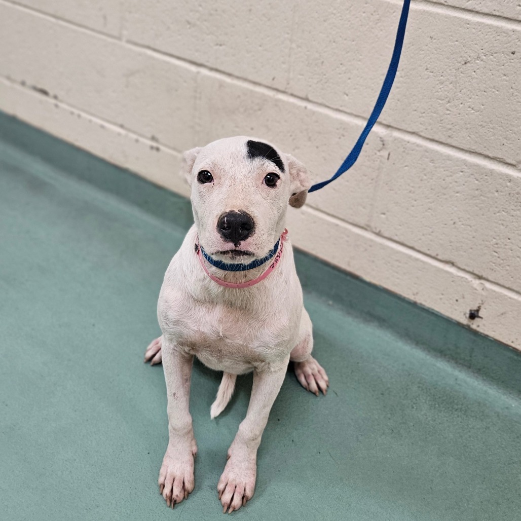 Shelter Stray Female Dog last seen , 2350 Appling City Cove, Memphis, TN 38133, USA