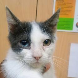 Shelter Stray Male Cat last seen , 2350 Appling City Cove, Memphis, TN 38133, USA