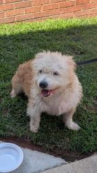 Reunited Female Dog last seen Near 18th St se, Hickory, NC 28602