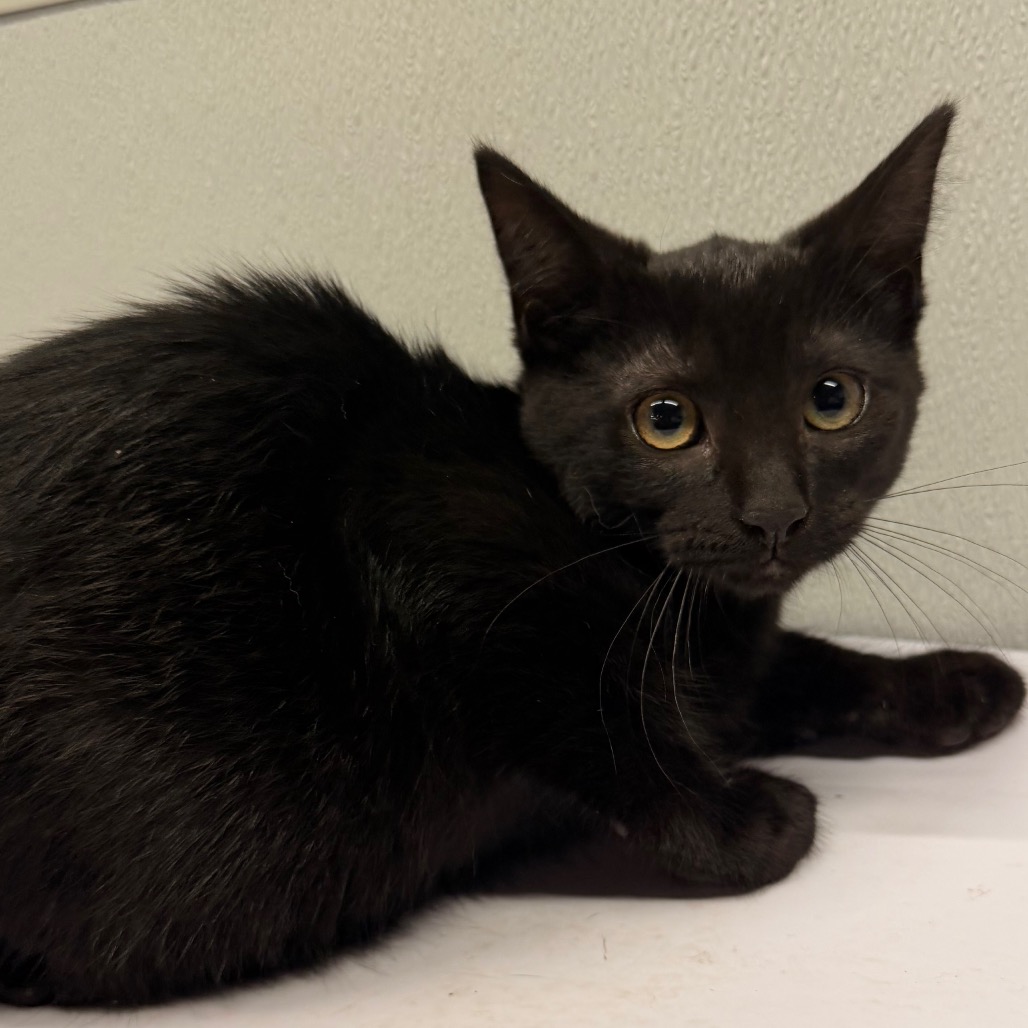 Shelter Stray Female Cat last seen , 3607 N Armenia Ave, Tampa, FL 33607, USA