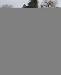 Lost Male Dog last seen Zuni and San Pedro, Albuquerque, NM 87108
