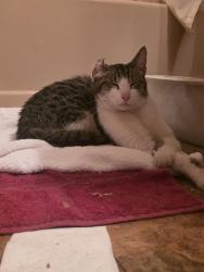 Found/Stray Male Cat last seen 24th and roberts nw canton, Canton, OH 44708