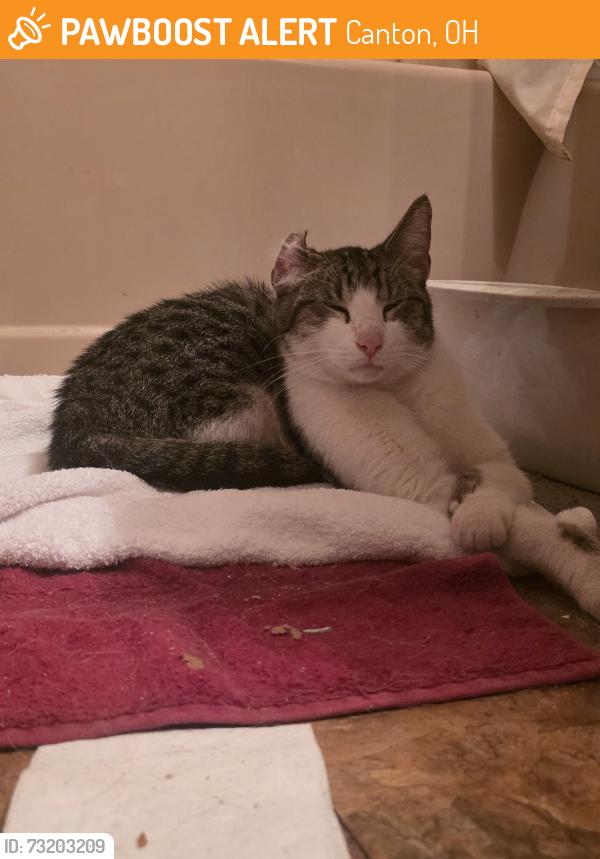 Found/Stray Male Cat last seen 24th and roberts nw canton, Canton, OH 44708