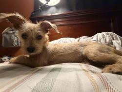 Reunited Male Dog last seen Near E Ave J5, Lancaster, CA 93535, USA, Lancaster, CA 93535