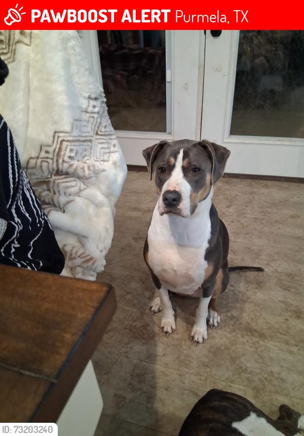 Lost Male Dog last seen County road 182 and 180, Purmela, TX 76566