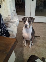 Lost Male Dog last seen County road 182 and 180, Purmela, TX 76566