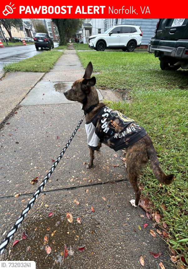 Lost Male Dog last seen Norfolk state, Norfolk, VA 23504
