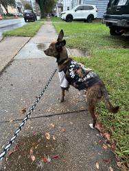 Lost Male Dog last seen Norfolk state, Norfolk, VA 23504