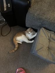 Reunited Male Cat last seen Near 160th and Harvard ave, Cleveland, OH 44128