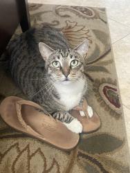 Reunited Female Cat last seen Escondido Hills, Escondido, CA 92026