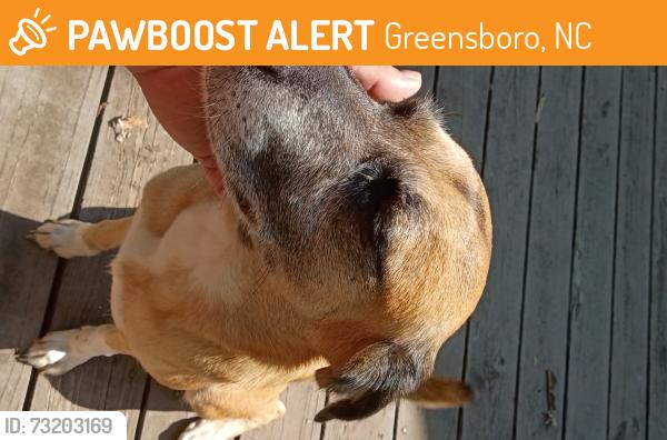 Found/Stray Female Dog last seen Fawn st and West meadowview, Greensboro, NC 27403