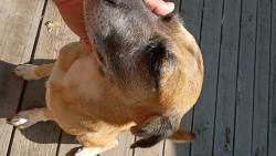 Found/Stray Female Dog last seen Fawn st and West meadowview, Greensboro, NC 27403