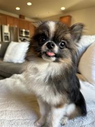 Lost Male Dog last seen Glenwood Ave & 55th street, Everett, WA 98203