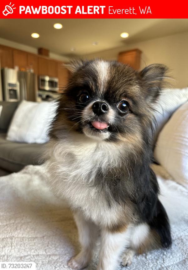 Lost Male Dog last seen Glenwood Ave & 55th street, Everett, WA 98203