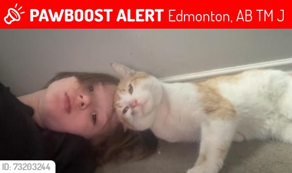 Lost Male Cat last seen Near street, Edmonton, AB T6M 3J9
