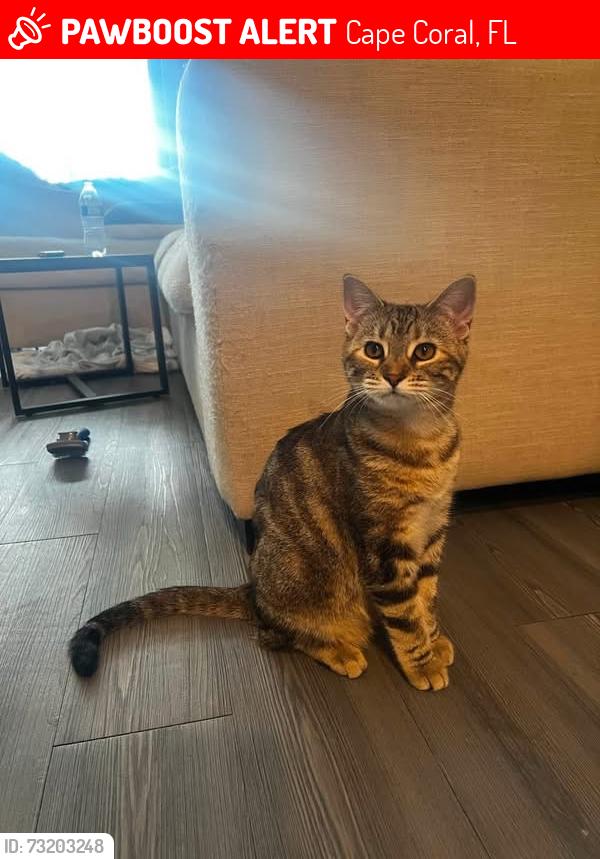 Lost Female Cat last seen Near sw 9th ave, Cape Coral, FL 33991