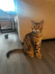 Lost Female Cat last seen Near sw 9th ave, Cape Coral, FL 33991