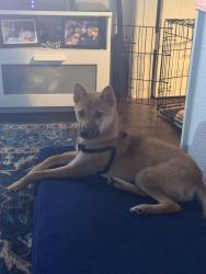 Reunited Male Dog last seen Belcher road and 141st, Largo, FL 33771