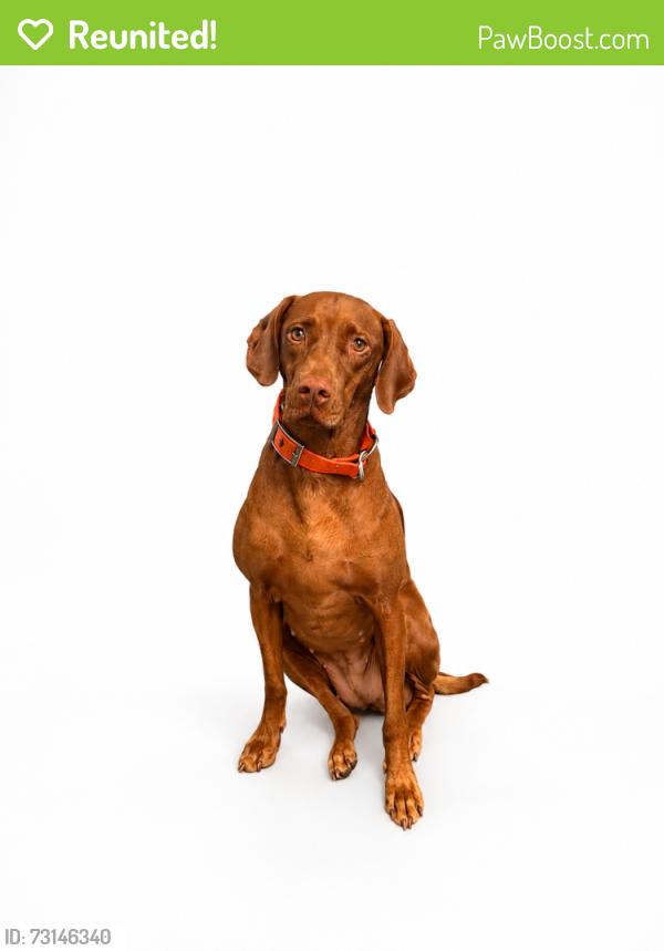 Reunited Female Dog last seen This is the Place park across from Hogle Zoo, Salt Lake City, UT 84108