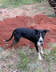 Reunited Female Dog last seen Cathey Rd., Anderson, SC 29621