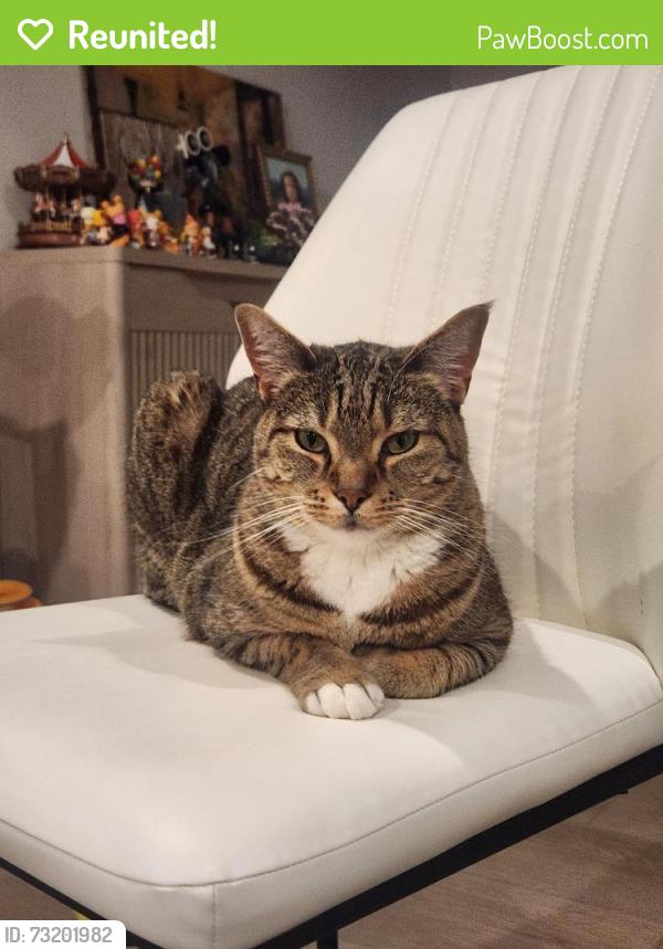 Reunited Male Cat last seen 49th st W, mountlake terrace, Mountlake Terrace, WA 98043