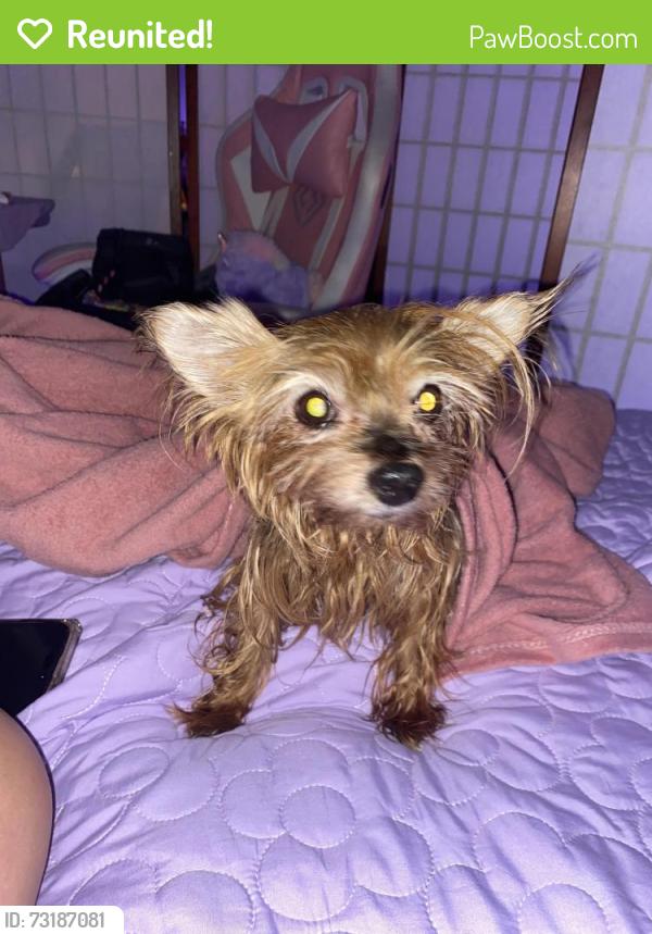Reunited Female Dog last seen Pine Street, St. Cloud, FL 34769