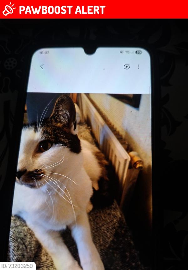 Lost Female Cat last seen Bristol, Bristol City, England BS4 2UX