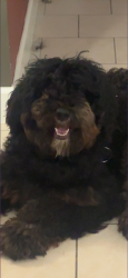 Lost Male Dog last seen Near & Wurzbach - Algarita Lakeside apmts, San Antonio, TX 78218
