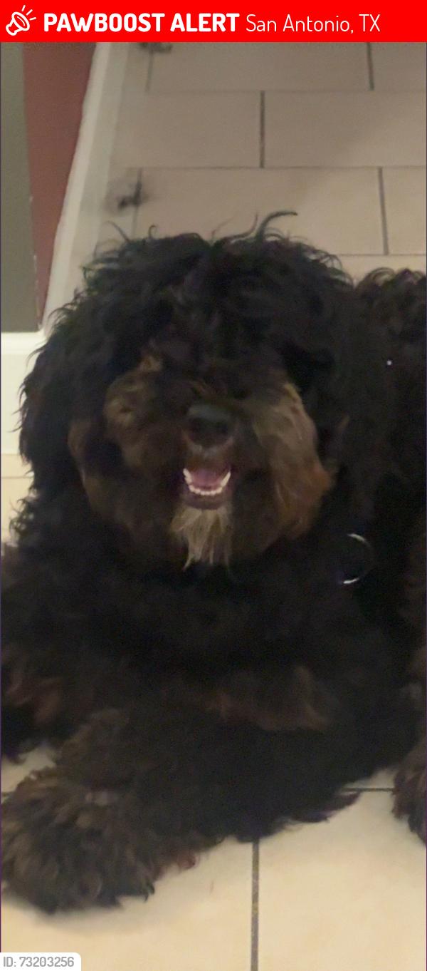 Lost Male Dog last seen Near & Wurzbach - Algarita Lakeside apmts, San Antonio, TX 78218