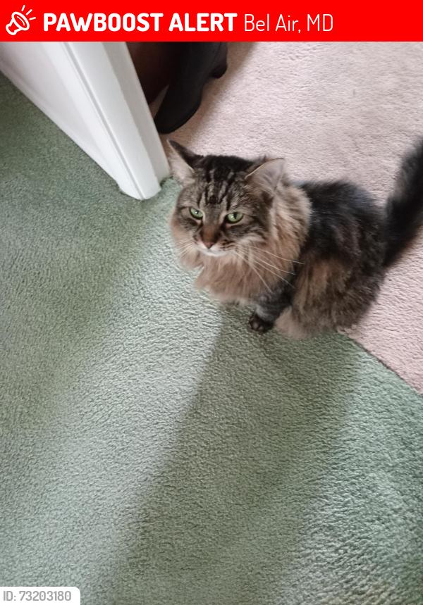 Lost Female Cat last seen Hemingway Dr, Bel Air, MD 21014