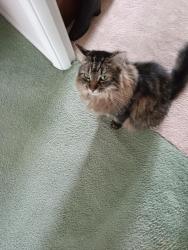 Lost Female Cat last seen Hemingway Dr, Bel Air, MD 21014