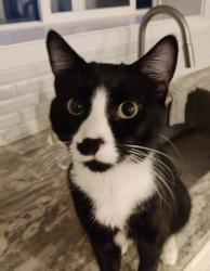 Reunited Male Cat last seen 64th ave w, 182nd st sw Lynnwood WA 98037, Lynnwood, WA 98037