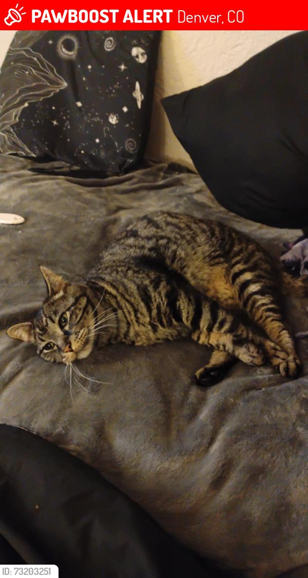 Lost Male Cat last seen Federal and 285, Denver, CO 80236