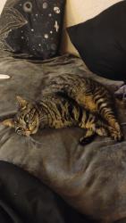 Lost Male Cat last seen Federal and 285, Denver, CO 80236