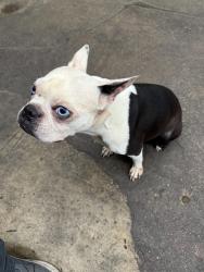 Found/Stray Male Dog last seen Division and Kostner - Humboldt Park, Chicago, IL 60651